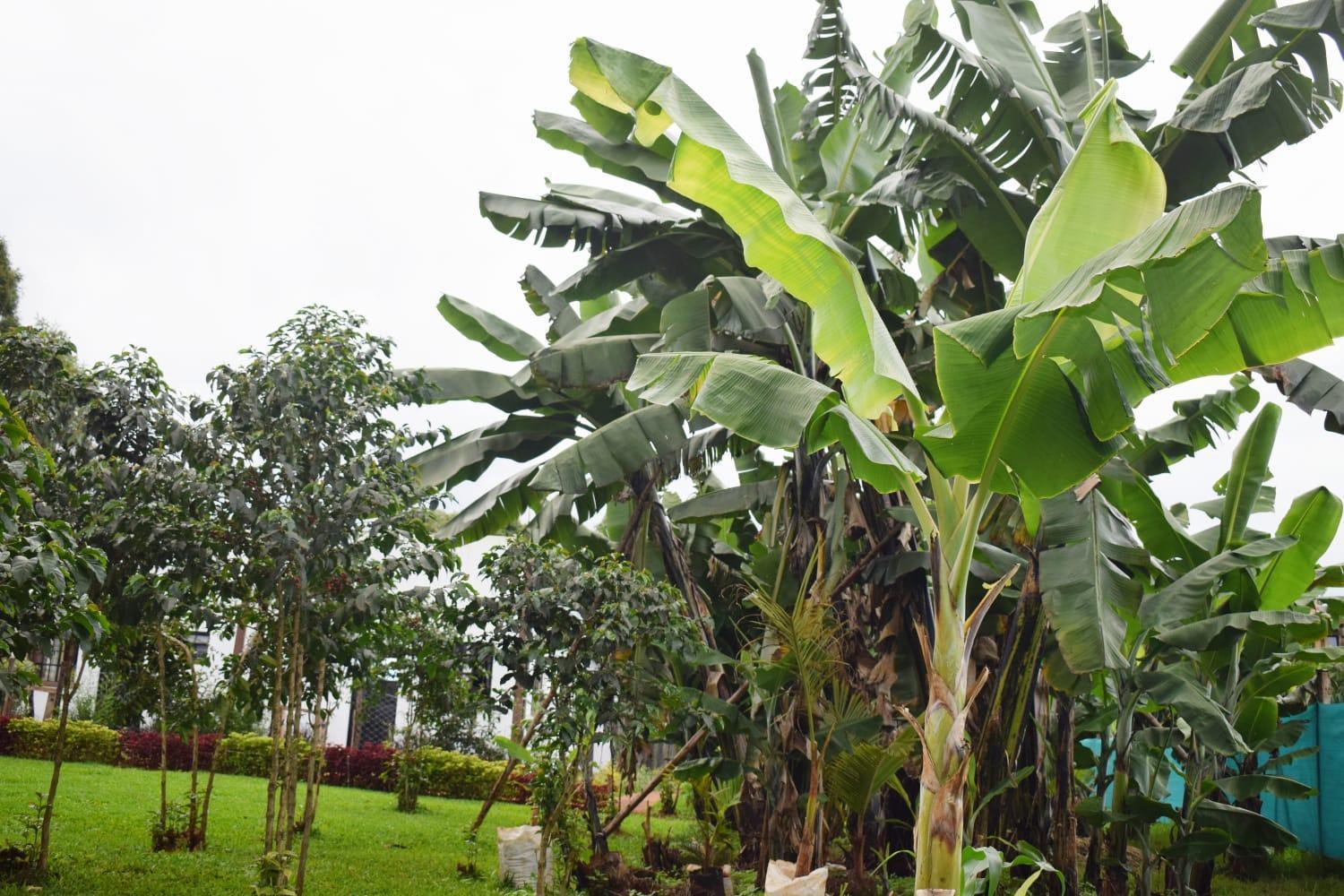 The Plantains Place Karatina Exteriér fotografie